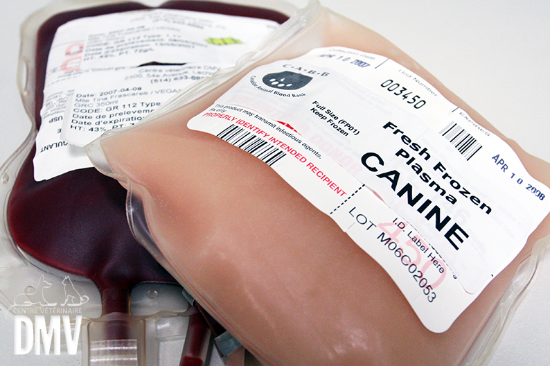 Les bonnes pratiques de la transfusion canine chez les animaux, et la banque de sang du DMV à Lachine