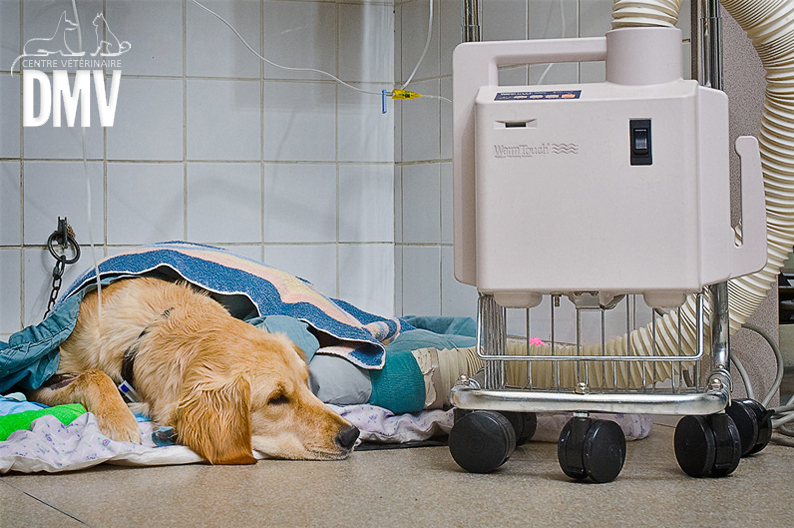 Dog under care in the emergency room at the DMV veterinary centre